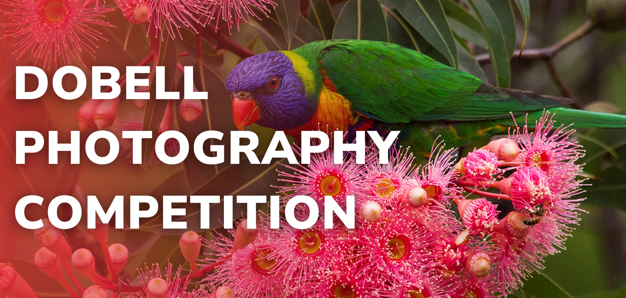 Dobell Photography Competition